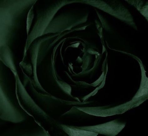 Green Rose, White Photo, Dark Green, Black And White, Flowers, Green, White, Black