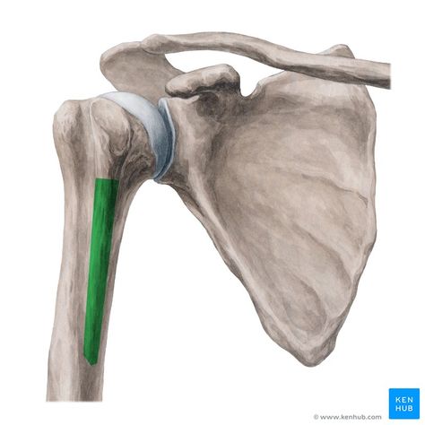 Biceps Brachii Muscle, Anatomy Posters, Human Skeleton Anatomy, Anatomy Studies, Arm Bones, Anatomy Bones, Skeleton Anatomy, Shoulder Bones, Anatomy References