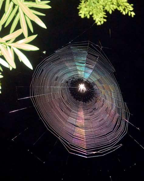 Swamp Thing, Land Art, Pics Art, Spider Web, 그림 그리기, Pretty Pictures, In The Middle, Mother Nature, At Night