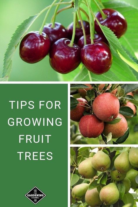 Gardening Growing Cherry Trees, Fruit Tree Garden, Growing Fruit Trees, Organic Vegetable Garden, Home Vegetable Garden, Peach Trees, Fruit Tree, Growing Fruit, Fruit Garden