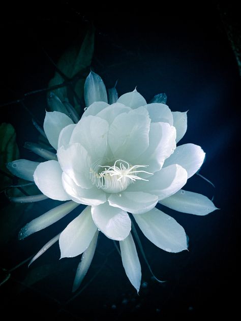 Night Queen Flower, Queen Of The Night Flower, Epiphyllum Oxypetalum, Queen Of The Night, Moon Eclipse, Night Flowers, Black Moon, Moon Flower, At Night