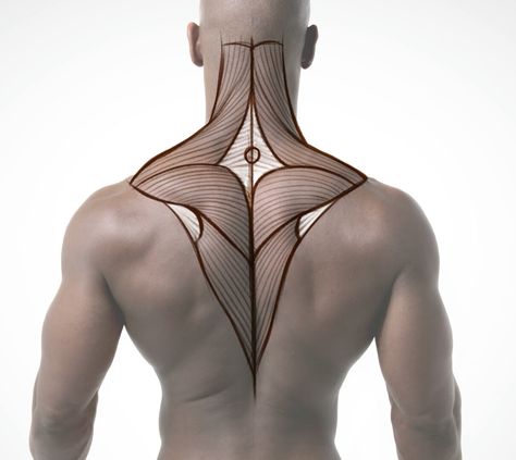 Trapezius Tracing on a Model- Proko Trapezius Reference, Trapezius Muscle Anatomy, Torso Sketch, Back Anatomy, Trapezius Muscle, Learn To Draw People, Human Muscle Anatomy, Upper Back Muscles, Male Figure Drawing