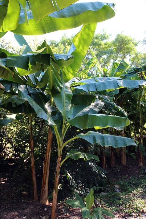 11 Types of Banana Plants (with Pictures) - Plantglossary Banana Plants, Types Of Fruit, Banana Tree, Ornamental Plants, Plant Needs, Bright Green, Soil, House Plants, Green