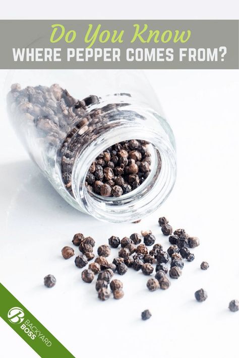 Are you a gardening enthusiast and love to try your hand at any kind of plant? Well, before you figure out how to grow peppercorns, you might want to read up on its origin and where its comes from. Black pepper is a great plant to grow as there’s tons of black pepper uses in the home, even with black pepper essential oil. So, read on to find out what we have to share about where black pepper comes from! #gardening #peppercorn Black Pepper Essential Oil, Turmeric Spice, Growing Rosemary, How To Make Oil, Black Seed Oil, Landscaping Tips, White Pepper, Garden Soil, Black Peppercorn