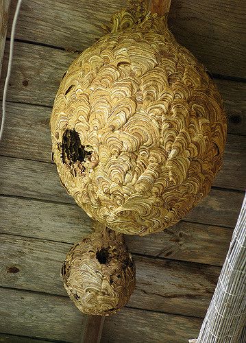 Japanese wasp nests. The large one is about 60cm in diameter. Photo by Ben Dixon Nesting Boxes Diy, Butterfly Information, Foto Macro, Hornets Nest, Wasp Nest, Bees And Wasps, Natural Structures, Creepy Crawlies, Organic Form