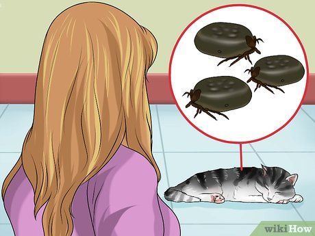 How to Remove a Tick from a Cat: 13 Steps (with Pictures) Ticks On Cats, Get Rid Of Ticks, Veterinary Surgery, Tick Removal, The Tick, Cat Skin, Cat Steps, Cat Care Tips, Pet Clinic