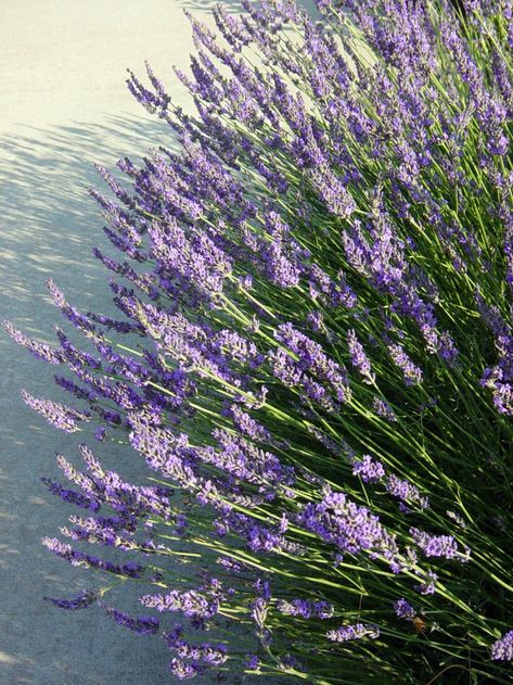 Munstead Lavender, Lavender Varieties, Lavender Bush, Lavender Herb, Provence Lavender, Lavender Garden, English Lavender, Lavender Plant, Flower Spike