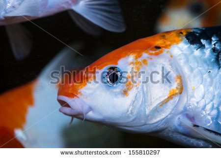 Koi carp fish side view close up in a fish tank Koi Fish Side View, Koi Fish Face, Fish Side View, Face Side View, Fish Sides, Koi Carp Fish, Art Muse, Fish Face, Carp Fish