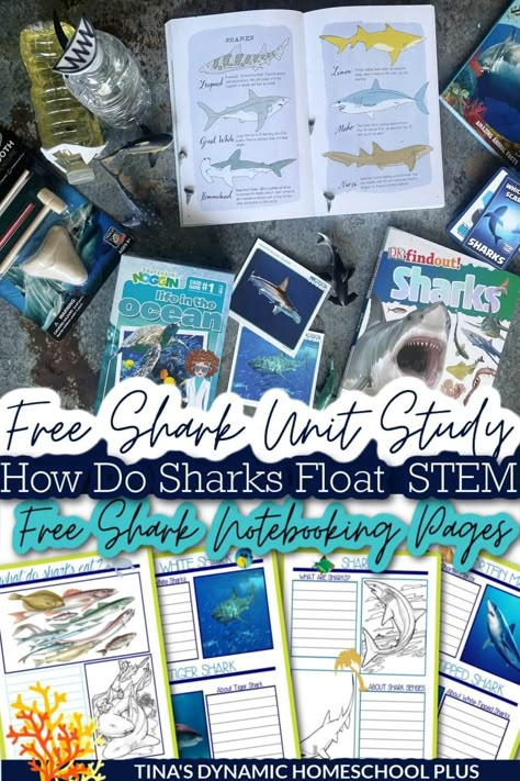 How Do Sharks Float STEM Activity Free Shark Unit Study & Notebooking Pages. I have a shark unit study, an easy shark STEM activity, and free shark notebooking pages. Also, grab more ideas on my best homeschool unit studies, Oceans Unit Study and Lapbook, and Coral Reef pages. A shark unit study is a fun way to learn about these creatures of the deep even if you don’t live near the ocean, I would prefer not to study them up close anyway. Shark Science Fair Project, Shark Unit Study, Free Ocean Unit Study, Marine Biology Homeschool, Dolphin Unit Study, Marine Biology Unit Study, Homeschool Shark Unit, Ocean Homeschool Unit, Homeschool Ocean Unit Study