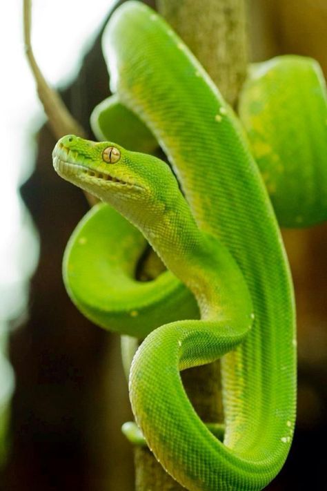 bio-diversity:  Magical Australian Green Tree Python by Ned... Dream Snake, Green Tree Python, Tree Python, Chameleon Lizard, Tree Sketch, Serpent Snake, Colorful Snakes, Pretty Snakes, Tree Sketches