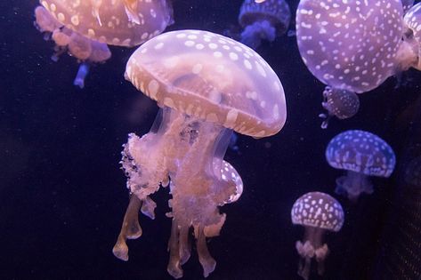 Mushroom Cap Jellyfish, Lagoon Jellyfish, Spotted Jellyfish, Crystal Jellyfish, Sea Character, Pink Lagoon, Lion's Mane Jellyfish, Jellyfish Pictures, 2 Animals