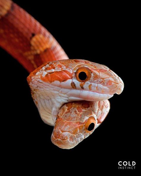 Cold Instinct - Pantherophis Guttata. The Cornsnake portrayed in this image has an amazing abnormality- a snake born with two heads. Both… Snake Eggs, Corn Snake, Snake Art, Pet Snake, Two Heads, King Cobra, Arthropods, Reptiles And Amphibians, A Snake