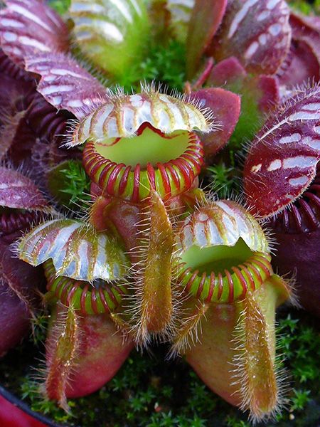 Australian pitcher plant Sundew Plant, Plant Tattoos, Insectivorous Plant, Aesthetic Plant, Aesthetic Plants, Plants Aesthetic, Plant Tattoo, Pitcher Plant, Venus Fly Trap