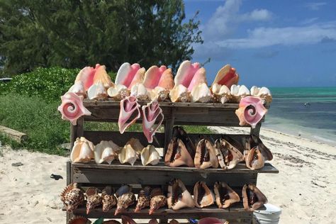 Conch shells. Conch Shells, Caribbean Culture, Island Life Style, River Bed, Mermaid Aesthetic, Shell Collection, Shell Beach, Dream Travel Destinations, Conch Shell