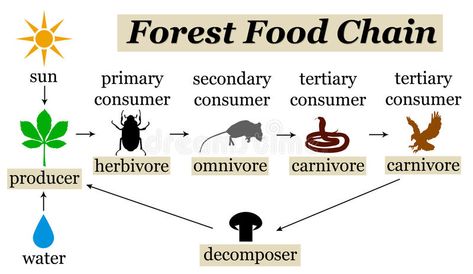 Forest food chain. Overview of the different stages of the forest food chain , #AFF, #chain, #food, #Forest, #forest, #stages #ad Forest Food Chain, Chain Illustration, Science Food Chains, Forest Food, Diagram Illustration, Japanese Food Traditional, Animal Activities For Kids, Animal Humor Dog, Recipe Icon