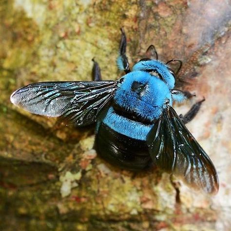 Blue Carpenter Bee, Cool Insects, Carpenter Bee, I Love Bees, Bees And Wasps, Cool Bugs, A Bug's Life, Bumble Bees, Bee Mine