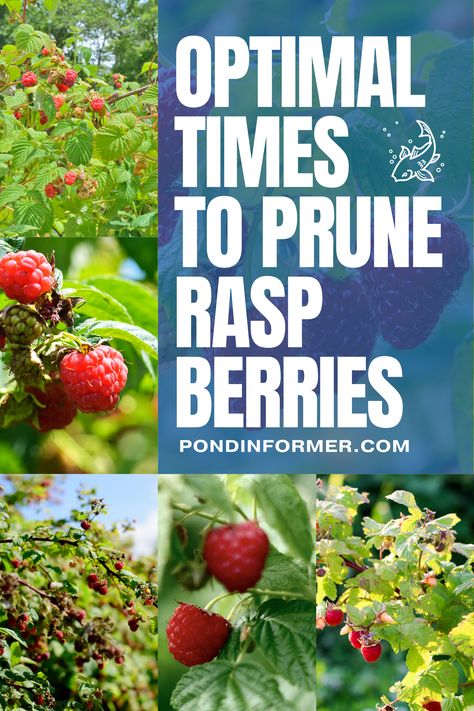 Maximize the productivity of your raspberry bushes with timely pruning! Discover the ideal times to trim your canes for healthy growth and a generous supply of berries. With well-timed pruning, your raspberry plants will produce an abundance of delicious fruit.  #RaspberriesPruning #GardeningTips #Pruning #GardenMaintenance #Gardening #BerryCareGuide #PlantCareGuide #OptimalPruning #Raspberry #Raspberries #PruningCare #TreeCare #Prune #PruningRaspberries #PondInformer Pruning Raspberry Bushes, When To Prune Raspberry Bushes, Pruning Raspberries Fall, Types Of Raspberry Plants, Wild Raspberry Bush, Pruning Raspberries, Raspberry Bushes, Raspberry Canes, Cane Tips