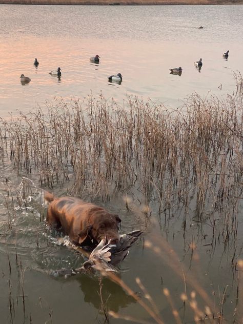 chocolate duck dog Hunting Dogs Aesthetic, Hunting Dog Aesthetic, Duck Hunting Aesthetic, Hunting Season Aesthetic, Hunting Aesthetic, Hunting Backgrounds, Duck Hunting Blinds, Duck Hunting Dogs, Hunting Wallpaper