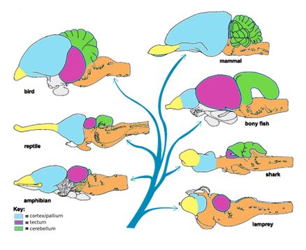 You Don’t Have a Lizard Brain – Daniel Toker Triune Brain, Reptilian Brain, Analogues Colour, Science Boards, Brain Structure, Limbic System, Brain Tissue, Science Magazine, Human Evolution