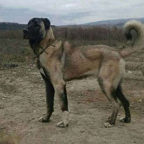 Mean Looking Dogs, Scary Dogs Breeds, Kangal Shepherd Dog, Big Scary Dogs, Bakharwal Dog, Scary Dog Privilege, Unique Dogs, Strong Dogs, Cool Dogs