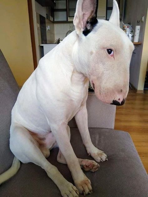 Archive site❤️ Target Dog Breed, Funny Bull Terrier, Bully Terrier, Bull Terrier Funny, Noxus League Of Legends, Mini Bull Terriers, Bull Terrier Puppy, Unique Dog Breeds, Most Beautiful Dogs