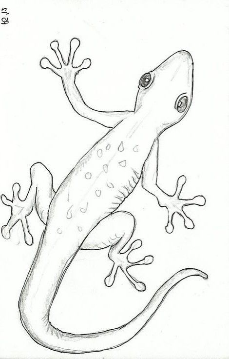 Gecko Sketch, About Ideas, Art Projects For Kids, Gecko, Kids Art Projects, Projects For Kids, Art Classes, Art Projects, For Kids