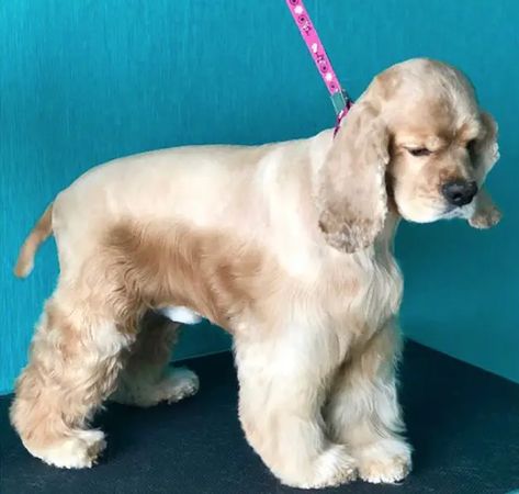 Cocker Spaniel Haircut, Cockapoo Haircut, Cocker Spaniel Grooming, Puppy Haircut, Daisy Dog, Dog Grooming Tips, Puppy Cut, Dog Haircuts, Grooming Style