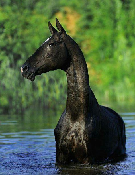 Note the hooded eyes Ahal Teke, Akhal Teke Horses, Golden Horse, Cornish Rex, Horse Boarding, Akhal Teke, Black Horses, Most Beautiful Horses, Majestic Horse