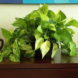 Epipremnum aureum 'Jessenia' (Pothos) Pothos Varieties, Pothos Plant Care, Farm Landscaping, Pothos Plants, Marble Queen Pothos, Neon Pothos, Houseplants Low Light, Epipremnum Aureum, Circle Drive