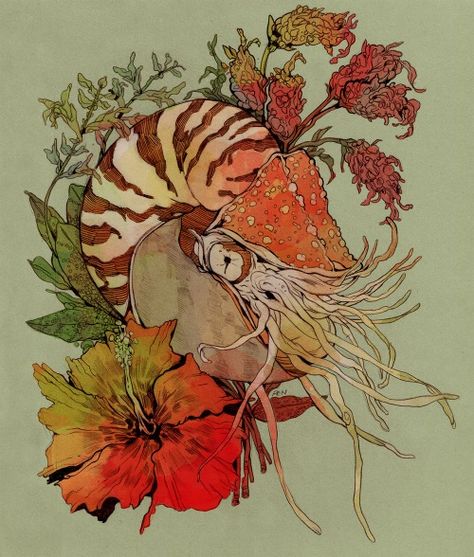 Ren 🐦 on X: "Floral Nautilus https://t.co/C0ryUoOCxS" / X Wallet Painting, Nautilus Art, Gods Blessing, Animal Composition, Crab Art, Nautilus Shell, Good Year, Scientific Illustration, Nature Illustration