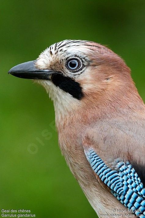 Siberian Jay, Blue Jay Photography, British Birds Photography, Female Blue Jay, Eurasian Jay, Common Birds, Jay Bird, Backyard Birds, Blue Jay