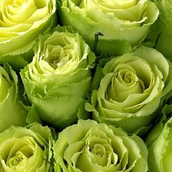 Green Roses - One of the flowers in my wedding bouquet along with hot pink roses! Green Roses, Colorful Roses, Flowers Wallpaper, Simple Green, Love Rose, Green Rose, Green Aesthetic, Green Flowers, Love Flowers