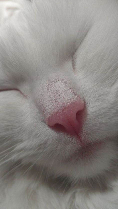 White Cat, Close Up, Pink, White