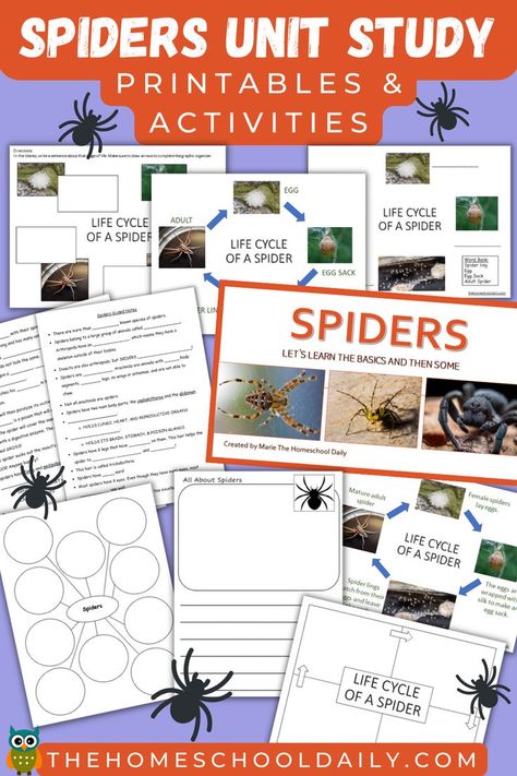 Making Spider Webs, Spider Facts For Kids, Spider Unit Study, Halloween Unit Study, Parts Of A Spider, Spider Lessons, Spiders Preschool, Spider Fact, Spider Unit