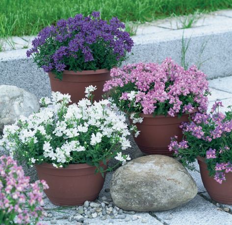 Plants For Small Pots, Nemesia Flowers, Outdoor Flowering Plants, Plants For Pots, Plants For Planters, Gardenia Plant, Small Pots, Small Nurseries, Patio Pots