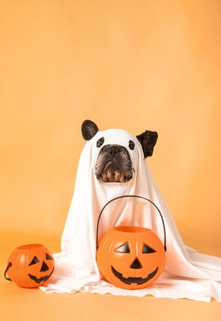 Perro de halloween lleva una sábana, dis... | Premium Photo #Freepik #photo #fondo #halloween #perro #animal Dogs In Halloween Costumes, Halloween Dog Photography, Halloween Pet Costumes, Halloween Pets, Fotos Halloween, Dog Halloween Photoshoot, Halloween Dog Costume, Halloween Dogs, Halloween Dog Photoshoot