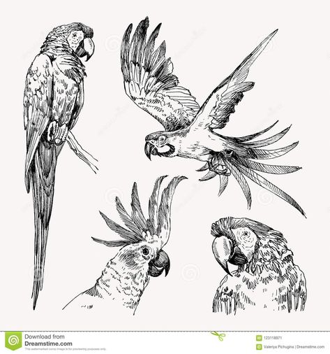 Cockatoo Tattoo, Flight Illustration, Burung Kakatua, Sketch Black And White, Parrot Tattoo, Parrot Drawing, Parrots Art, Bird Sketch, Bird Parrot