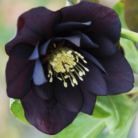 Black Hellebore, Deer Garden, Dark And Handsome, Autumn Fern, Goth Garden, Lenten Rose, Crassula Ovata, Buy Plants, Plant Combinations