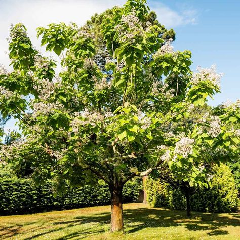 11 Fast-Growing Shade Trees Best Shade Trees, Fast Growing Shade Trees, London Plane Tree, Birch Trees Landscaping, Growing Trees, Urban Backyard, Japanese Pagoda, Plane Tree, Rowan Tree