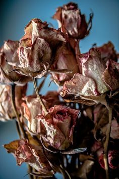 Wilting Rose, Dead Roses, Decay Art, Billy Kidd, Dead Flowers, Father Died, A Level Photography, Dried Roses, Growth And Decay