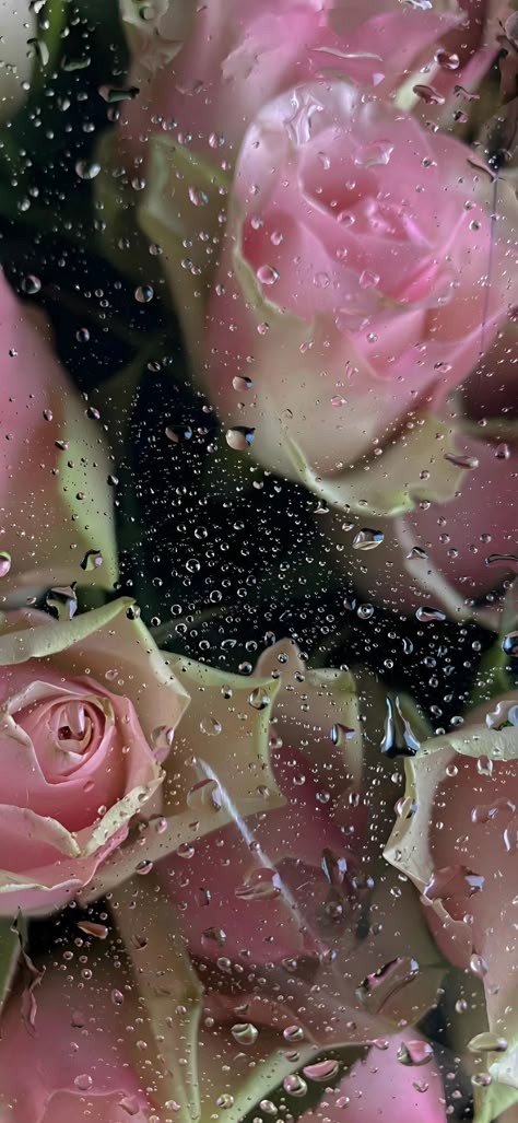 Wet Flowers Wallpaper Hd, Wet Roses Wallpaper, Frosted Flowers Wallpaper Iphone, Frosted Flowers Wallpaper Hd, Real Flower Wallpaper Iphone, Wet Flowers Aesthetic, Frosted Flowers Wallpaper, Wet Flowers Wallpaper, Flowers In Snow