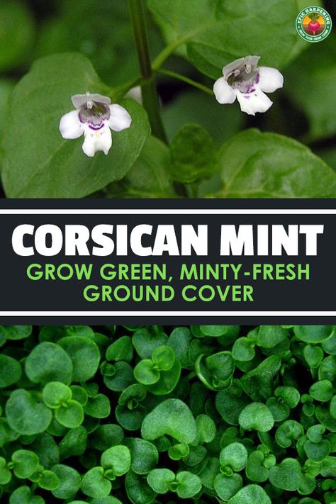 Corsican mint, or Mentha requienii, is an incredibly green and fragrant ground cover plant, perfect for garden paths and walkways. Pavers And Ground Cover, Corsican Mint Ground Cover, Clover Ground Cover, Outdoor Garden Decor Ideas, Garden Paths And Walkways, Corsican Mint, Epic Gardening, Texas Plants, Growing Mint