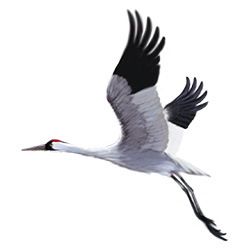 Crane Bird Illustration, Flight Illustration, Crane Drawing, Heron Tattoo, Whooping Crane, Stork Bird, Crane Tattoo, Bird Painting Acrylic, Small Mammals