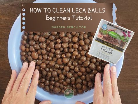 Follow our step-by-step instructions for cleaning your clay balls (LECA) to ready them to use with your seedlings, houseplants and other gardening adventures. Find out more. Clay Balls For Plants, Leca Balls For Plants, Aeroponic Gardening, Aeroponic System, Micro Herbs, Growing Seedlings, Hydroponic Plants, Succulents Indoor, House Plant Care