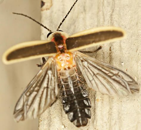 Firefly Wings Drawing, Firefly Sculpture, Firefly Insect, Firefly Wings, Firefly Images, Painting God, Firefly Photography, Firefly Tattoo, Firefly Art