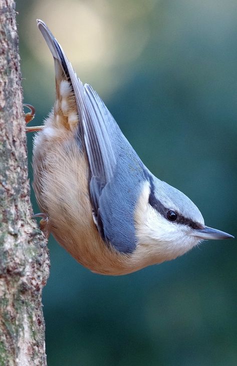 Eurasian Nuthatch, Wild Animals Pictures, Finches, Nature Birds, Backyard Birds, Exotic Birds, Bird Pictures, Bird Drawings, Wildlife Animals