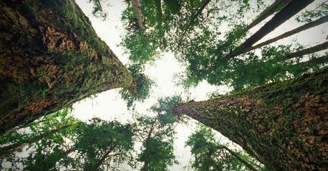 Tree Communication, Mother Tree, Canadian Forest, University Of British Columbia, See And Say, Old Trees, Forest Floor, Tree Hugger, Ted Talks