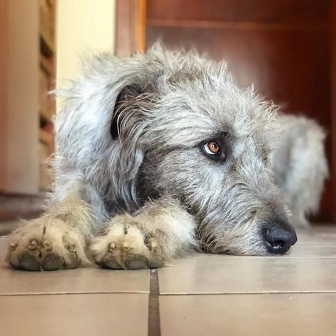 Irish Wolfhound Aesthetic, Irish Wolfhound Facts, Irish Wolfhound Mix, Wolfhound Puppies, Irish Wolfhound Puppies, Irish Wolfhound Dogs, Pet Artwork, Wolfhound Dog, Giant Dog Breeds