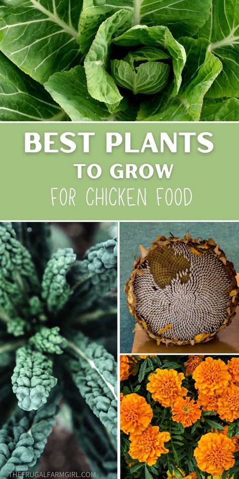 Adding some plants to your chicken feed is not only a win for your feathered friends but also for your wallet! The best part is, you can actually grow these plants right in your backyard garden (or give them their own plot!). Check out these plants you can grow to boost your chicken feed. Chicken Food Garden, Chicken Plants Ideas, Growing Your Own Chicken Feed, Chicken Garden Plants, Garden Chicken Run, Growing Food For Chickens, Chicken Herb Garden, Grow Chicken Feed, Plants For Chickens To Eat