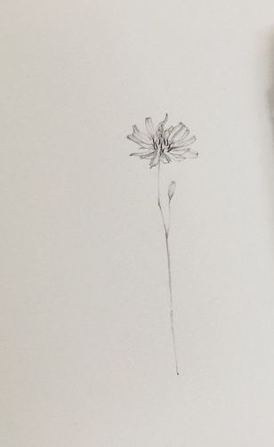 Single Line Tattoo Flower, Cornflower Tattoo Minimalist, Cosmo Flower Fine Line Tattoo, Tattoo Botanica, Wild Flower Fine Line Tattoo, Single Flower Tattoo, Cornflower Tattoo, One Line Cosmos Flower, Cute Small Tattoos